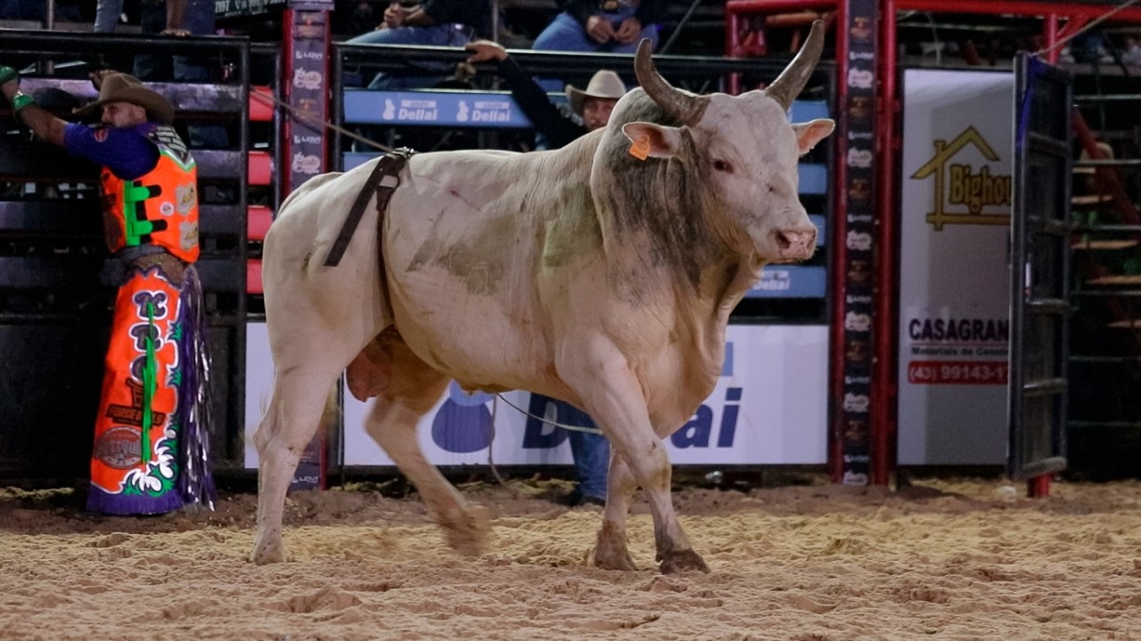 SEMI FINAL em TOUROS | RODEIO de GUAPIRAMA-PR 2026