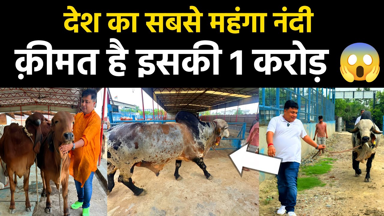 क्यों है ये BULL एक करोड़ का || प्रीतम – गिर का अभूतपूर्व नंदी || Hindrise Noida 