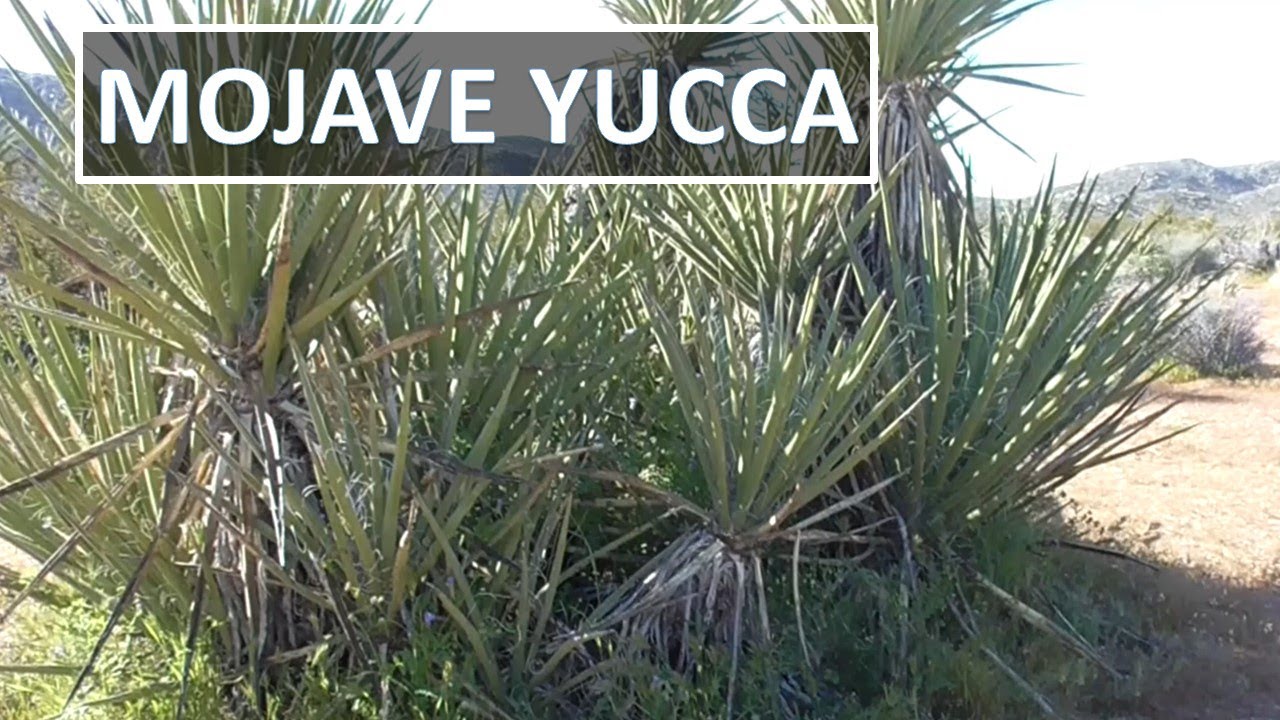 MOJAVE YUCCA (Yucca schidegera) Anza-Borrego Sonoran Desert; aka Spanish Dagger