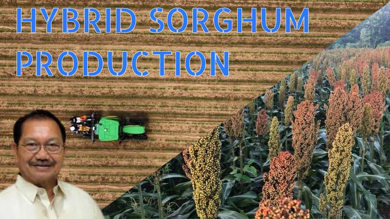 Mechanised Seeding of Hybrid Sorghum in the trial fields of Scott Seed Company