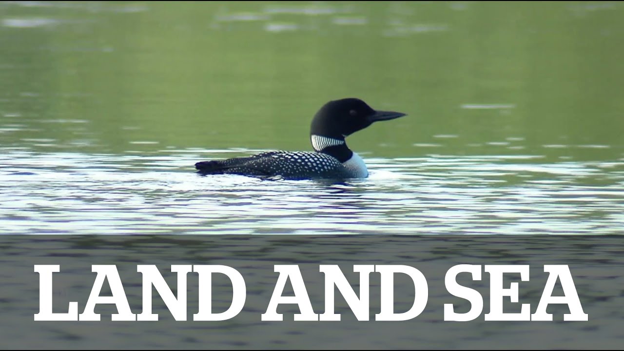 Land & Sea: Protecting the loons of Nova Scotia