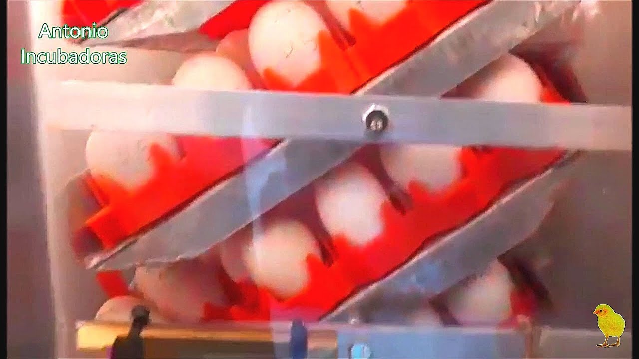 Incubadora casera para 1000 huevos