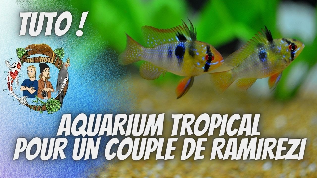UN AQUARIUM TROPICAL POUR UN COUPLE DE RAMIREZI ! TRUCS & ASTUCES ! [ANI' MOOD]
