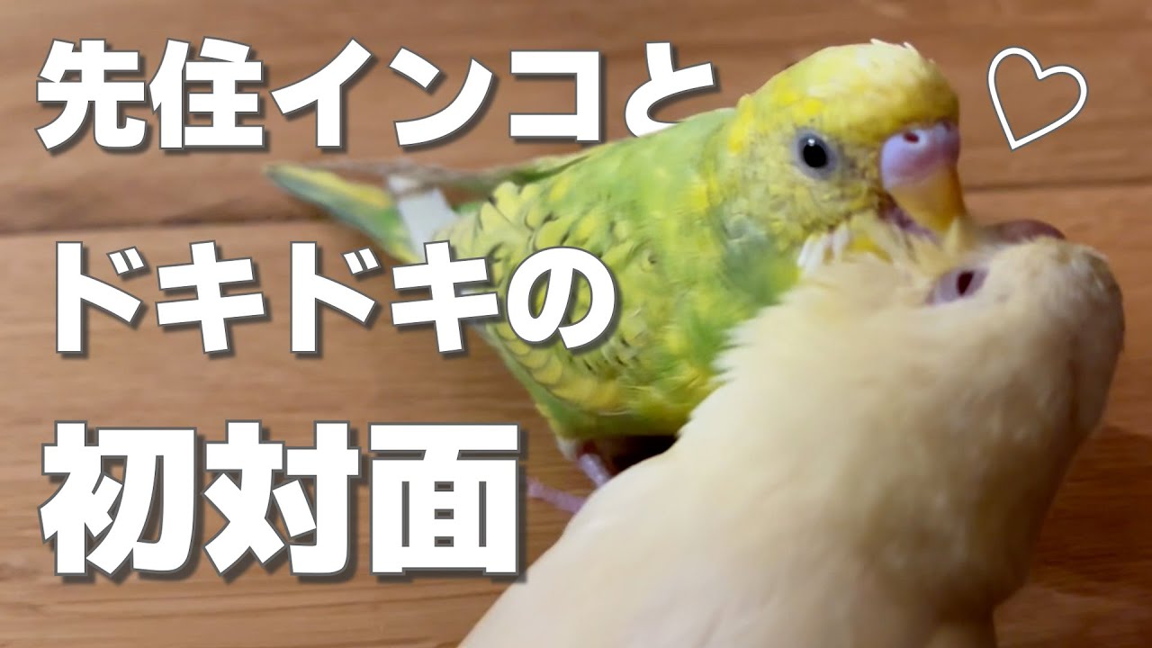 初対面させてみたらまさかの行動に・・・！！！【サザナミインコセキセイインコ】