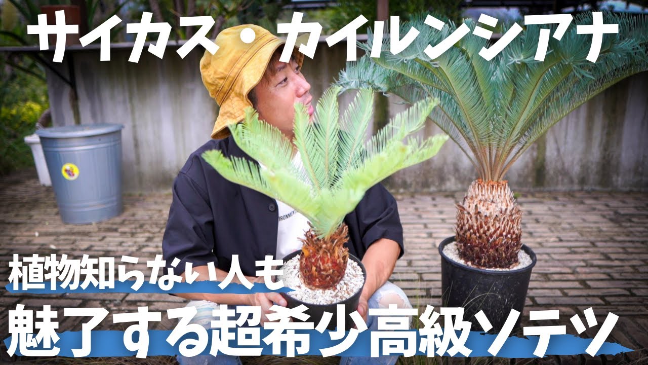 【超高級希少・オーストラリア原産ソテツ】波打つシルバーブルーに知らない人もうっとりすること間違いなし！