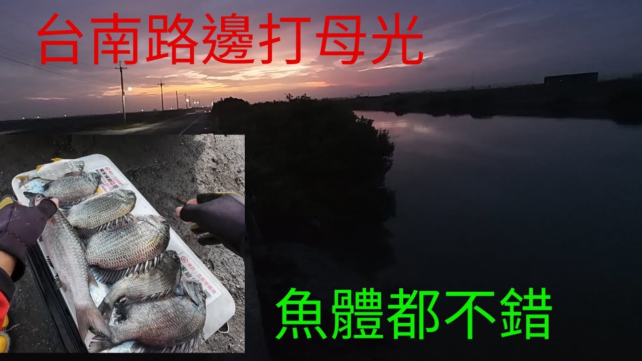 台南釣魚|今天來路邊磯釣打母光|魚體都不錯|就是狗狗有點多 #黑牛 #黑鯛  #獨家練餌 #蘇信州 #fishing #クロダイ #감성돔 #ตกปลา