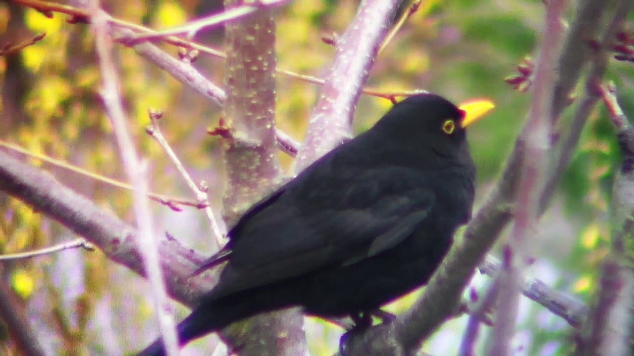 AMSEL IM STURM Aktuell: Franz kommt n&auml;her