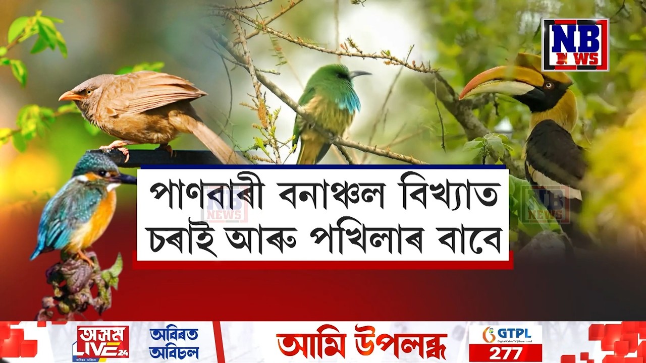 কাজিৰঙাৰ পাণবাৰী বনাঞ্চল বৰ্ণময়