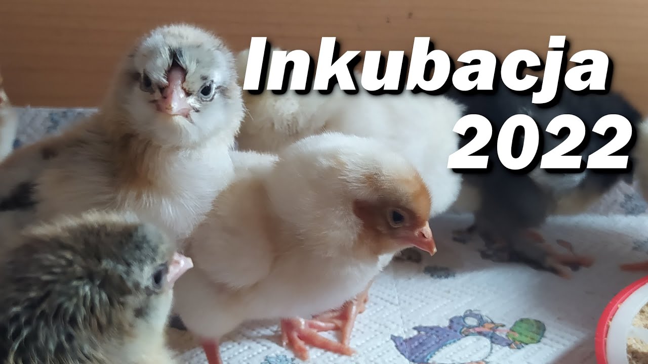 Inkubacja jajek kur marans i wyandotte