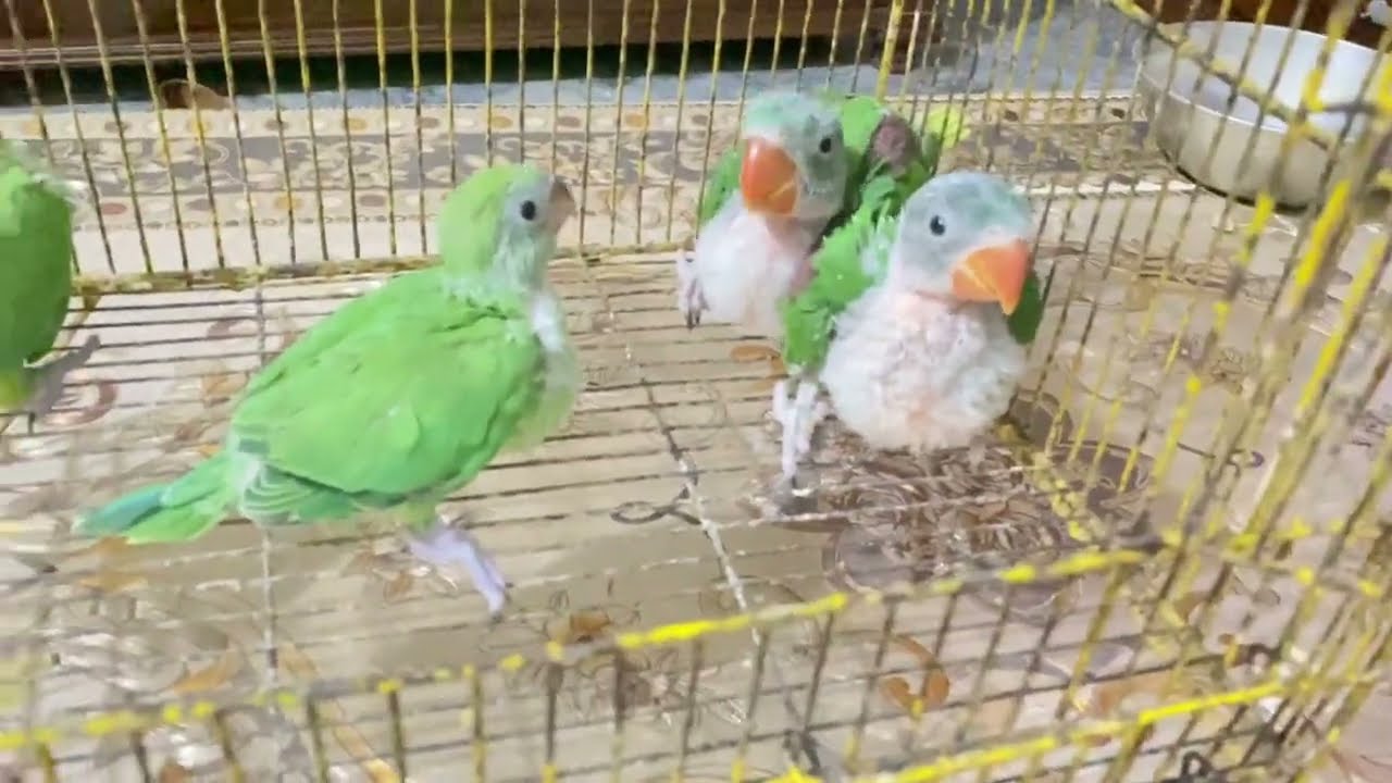 Parrots k chicks agay // part 1 training
