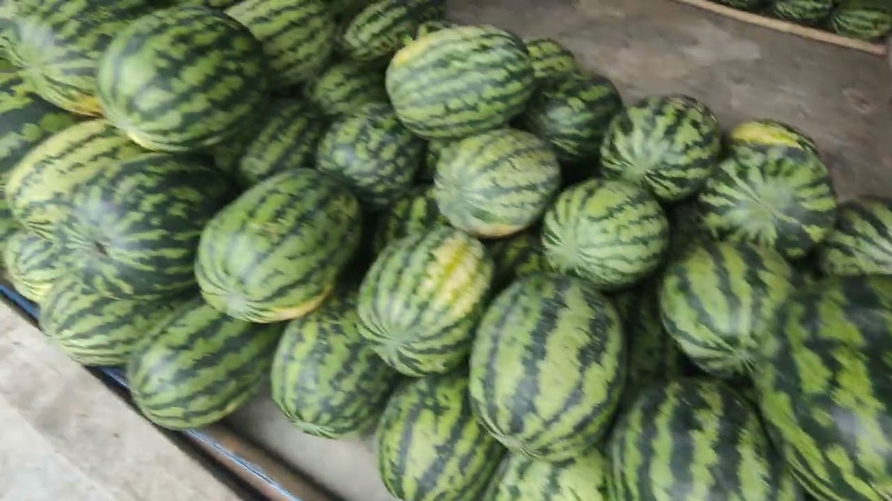 #Water melon# fruits তরমুজ#ওই কিরে মধু মধু।,,,,,,,,,,,, viral vidio
