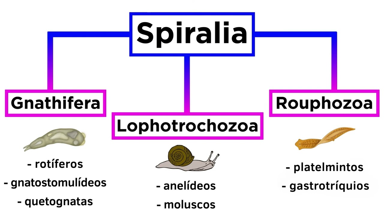 Introdução à Spiralia e Lophotrochozoa.