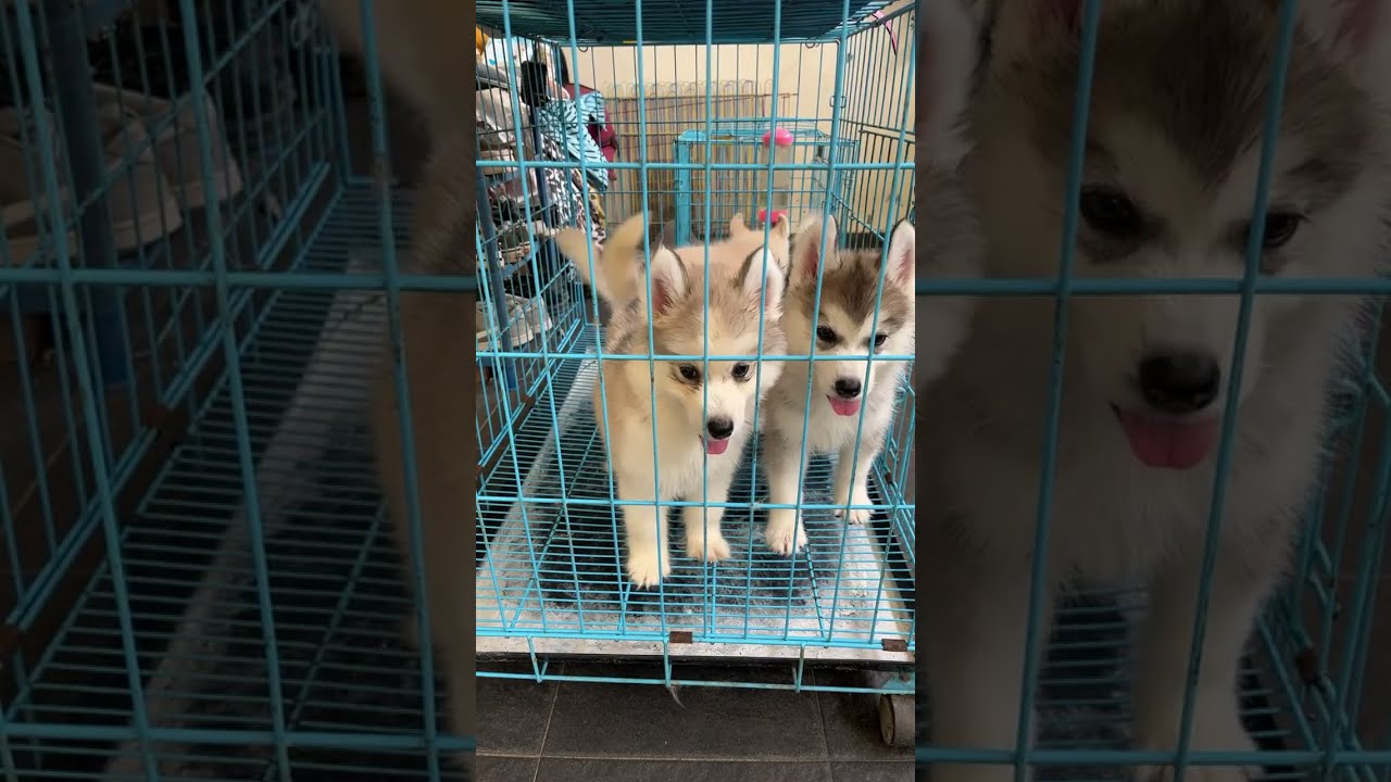 Winterfell Kennel Malang sedang live sekarang!