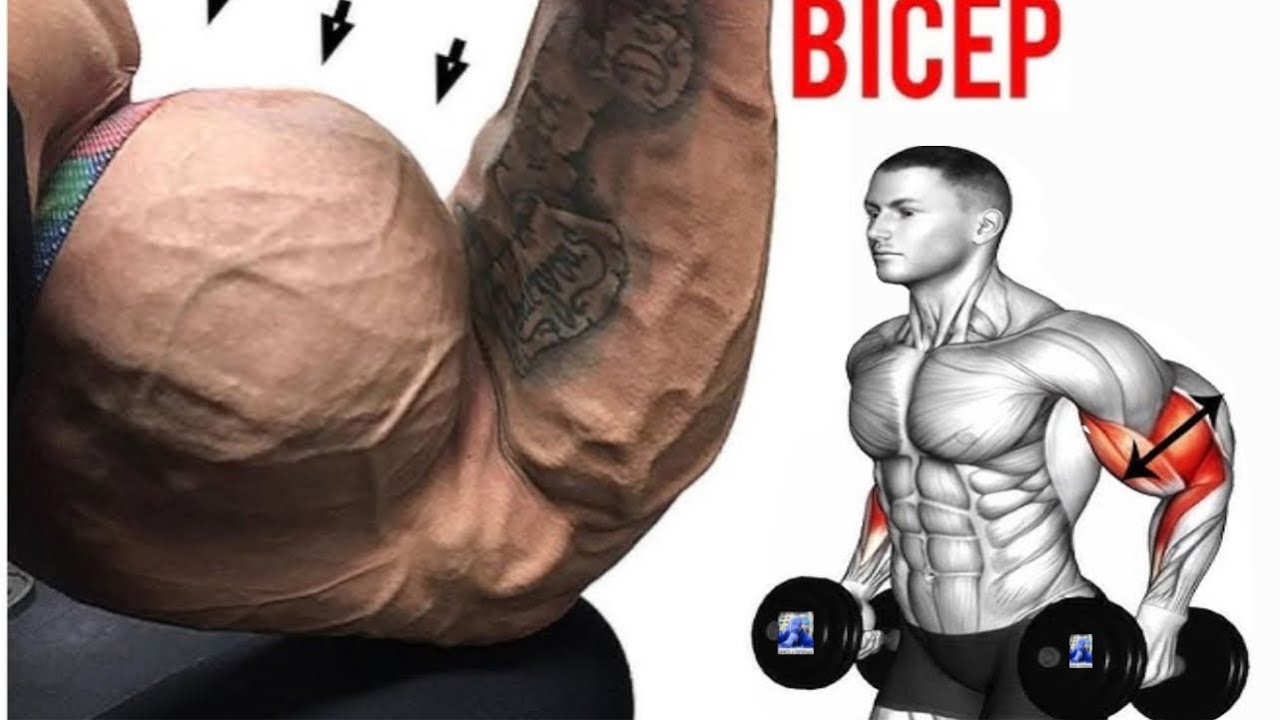 💪 “¡Bíceps Gigantes! Entrena tus brazos como un PRO en el gym”🎯