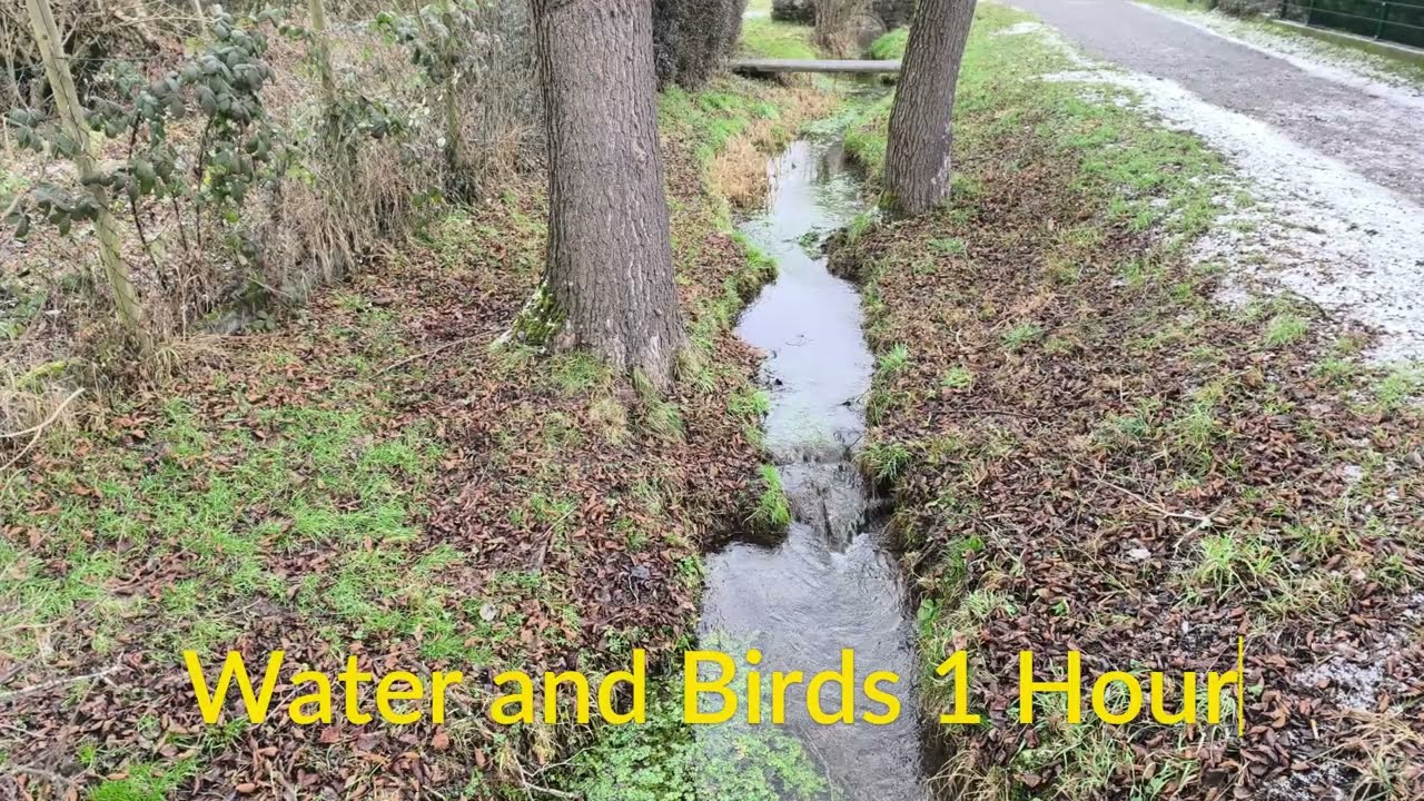 1 Hour Real Nature: Flowing Stream & Birds No AI