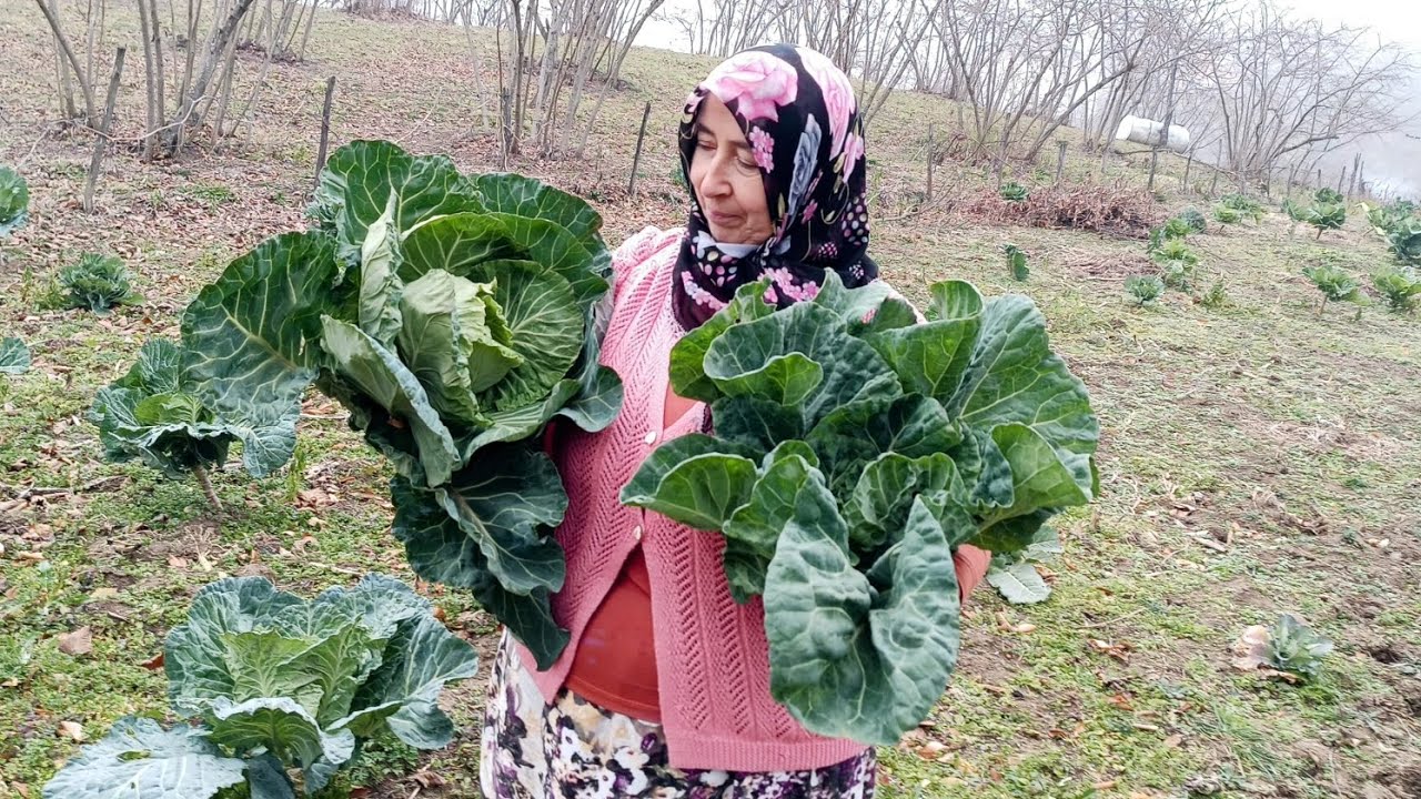 🥬❄️ Şubat Başında Bahçeden Karalahana Topladık! Karadeniz’in Lezzeti