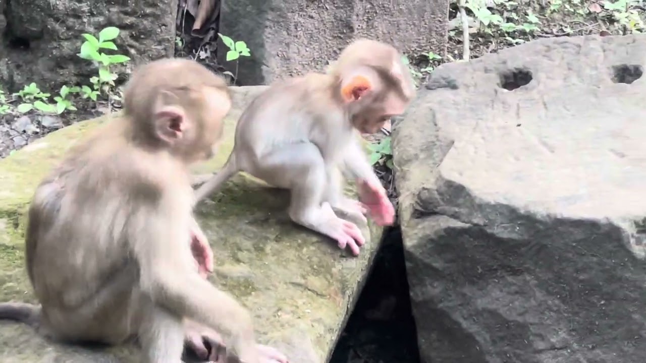 Baby monkey natural 