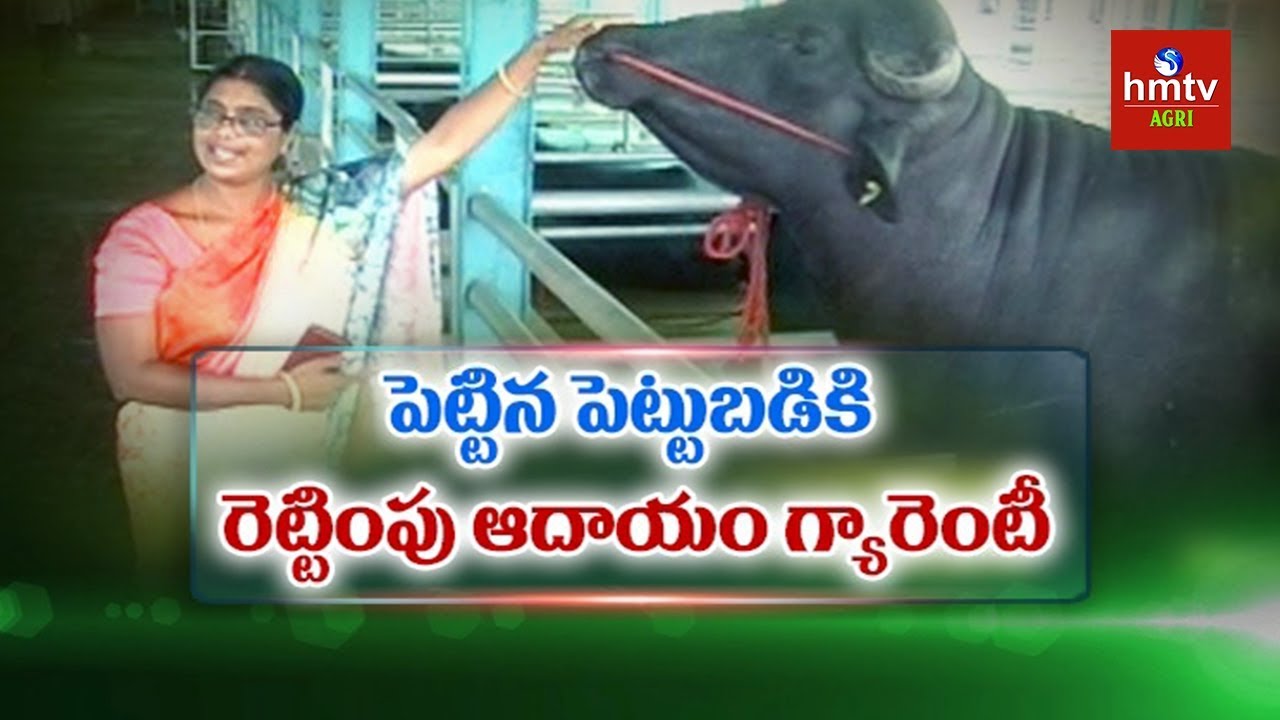 Bull Dairy Farming in East Godavari | Woman Success Story in Bull Farm | hmtv Agri