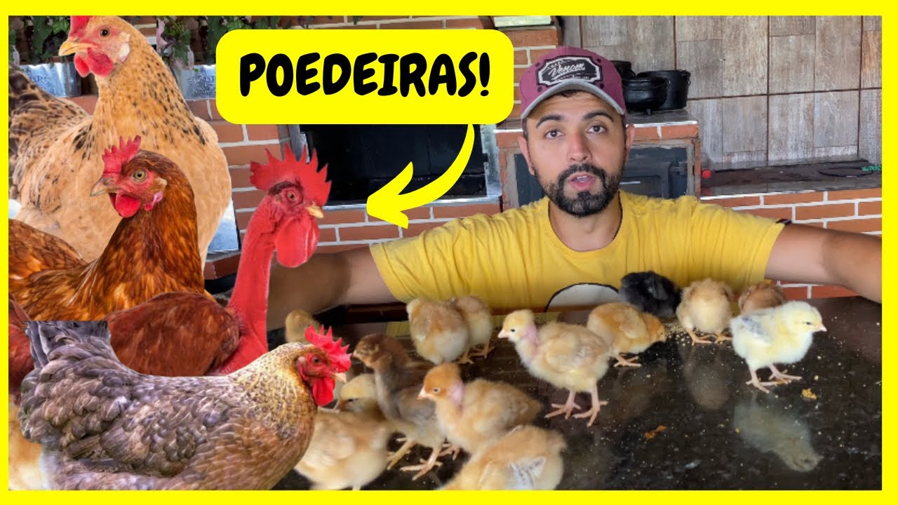 Comprei Pintinhos Canadenses e Poedeiras Para Nossa Criação | Gutejando 