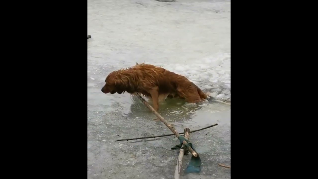 dog is human best and most loyal friend ❤️