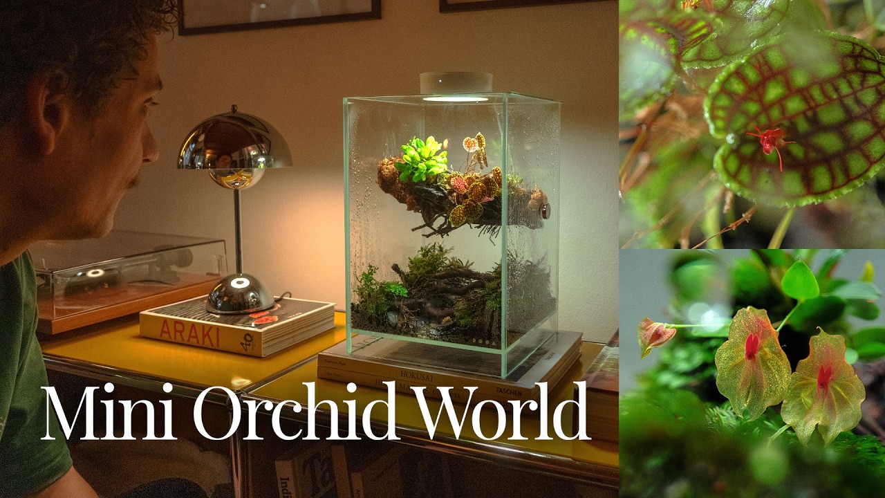 Tiny Rainforest Terrarium 🌿 Mini Orchid Cloud Forest
