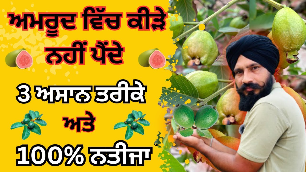 ਅਮਰੂਦ ਵਿੱਚ ਕੀੜੇ ਨਹੀਂ ਪੈਂਦੇ ਦੇਖੋ 3 ਤਰੀਕੇ ਬਿਲਕੁਲ ਅਸਾਨ|Guava Plant Care Tips|Amrood me kide ka ilaj
