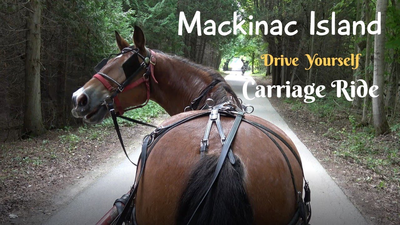 Drive yourself Horse and Carriage