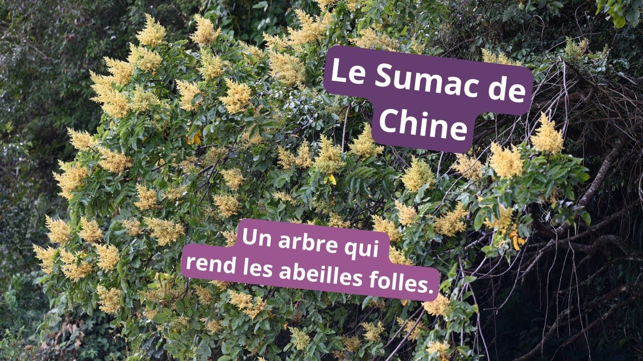 Le Sumac de Chine, un arbre rare extrêmement attractif pour les abeilles (floraison septembre).