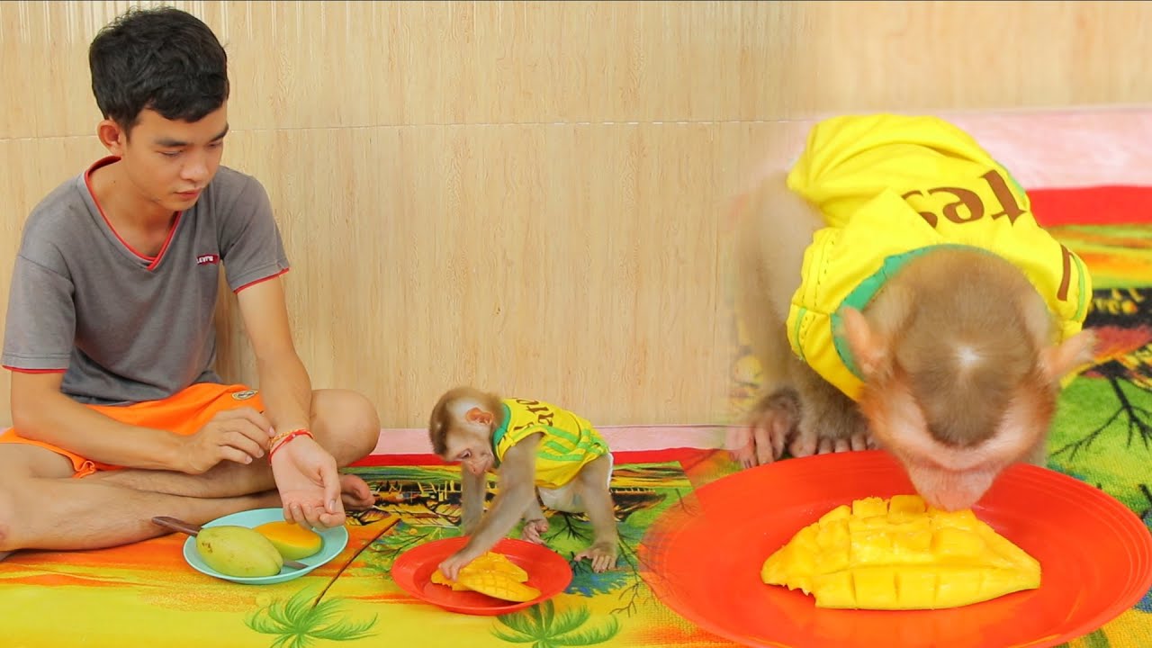 Baby Monkey ABBY Request His Lovely Dad To Eat Sweet Mango Fruits - Baby Monkey Eat Mango