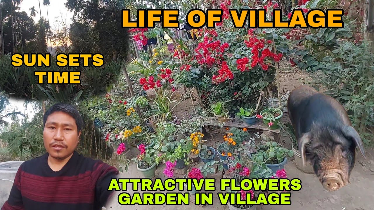 Sunset Time in Village Life | Beautiful Flower Gardens & Peaceful Nature