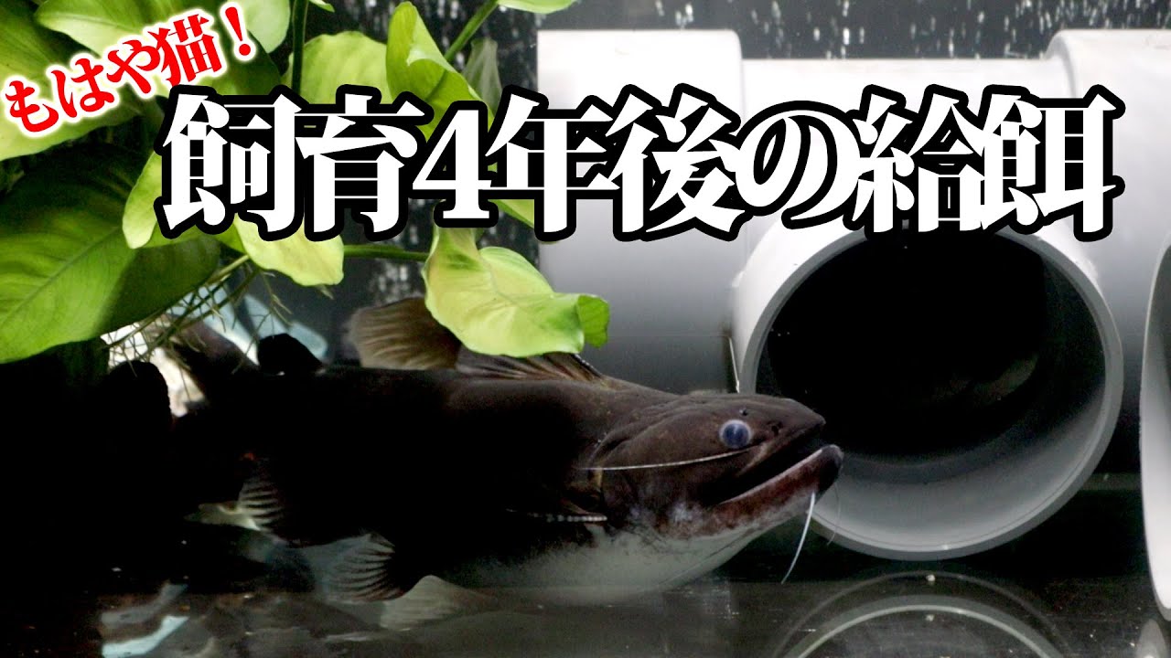 バトラクスキャットと綱引き！4年間飼育を続けるとこうなる。