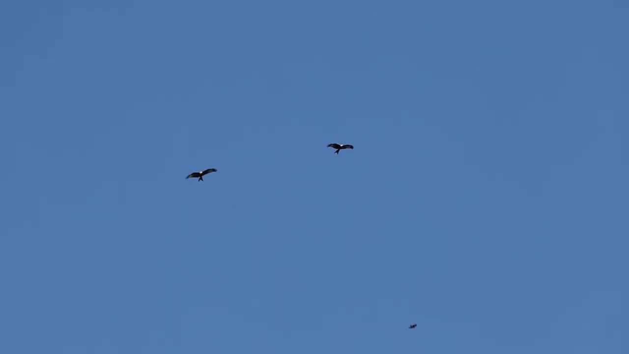 Red Kite's dance - Danza de Milanos reales
