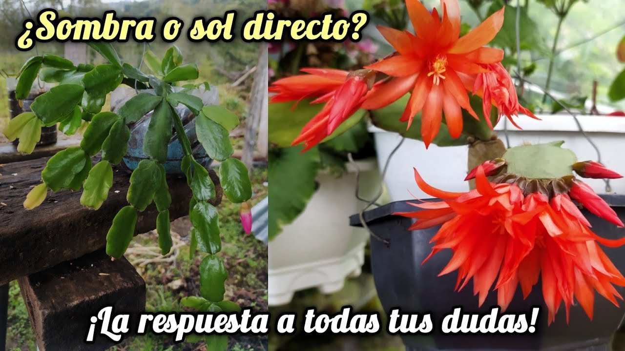 🎄Cactus de Navidad: &iquest;Realmente Necesita Sol o Sombra? 🤔 &iexcl;Desc&uacute;brelo Aqu&iacute;!