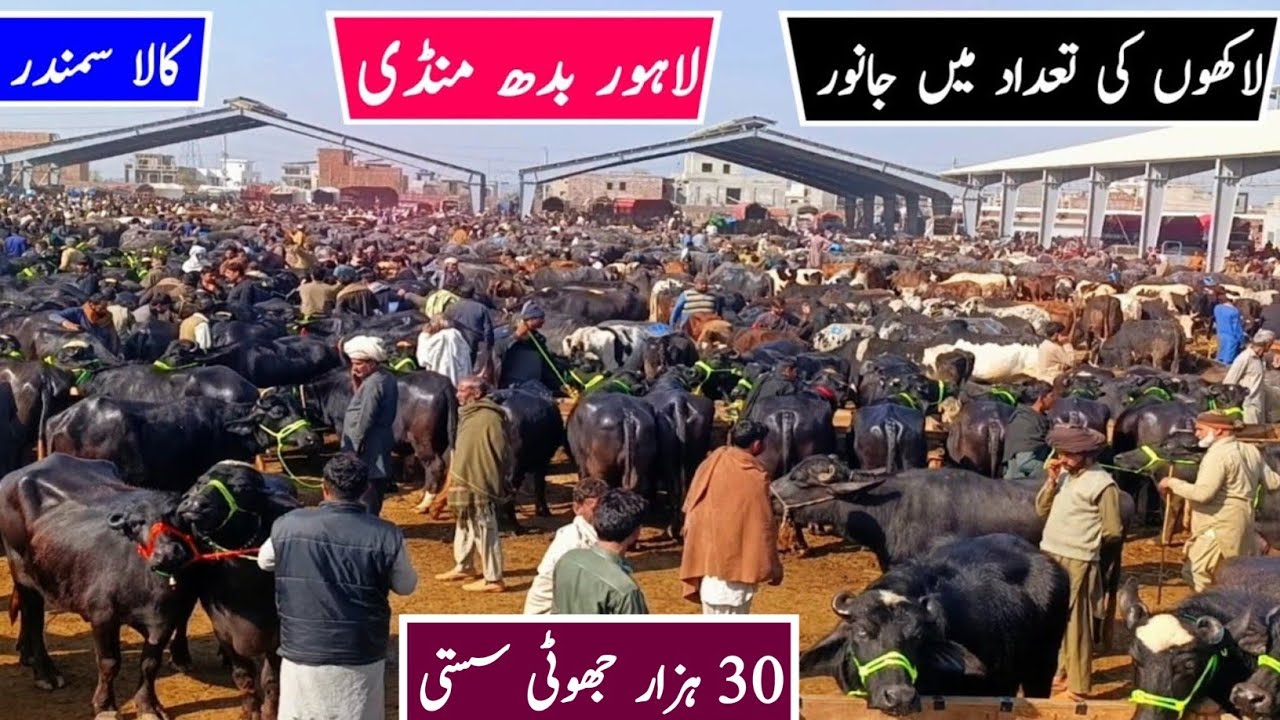 Lahore Cow Mandi Cross-able Jhotian | Gabban Jhotian | Kattian | How To Start Young Buffalo Farming
