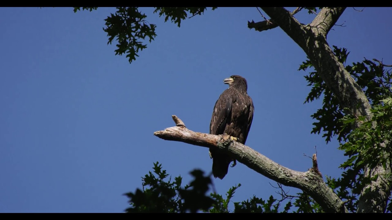 "Call of the Wild" by juvenile Bald Eagle