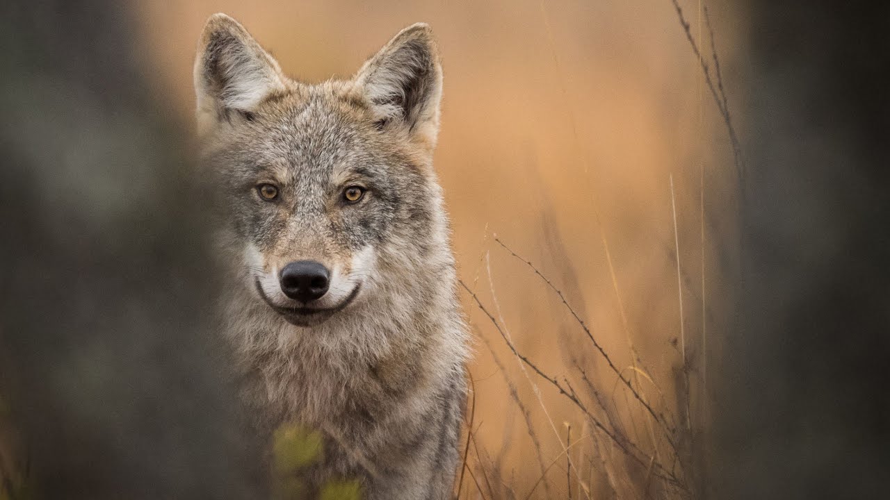 Kuinka ihmisen ja suden polut kohtaavat eri vuodenaikoina?