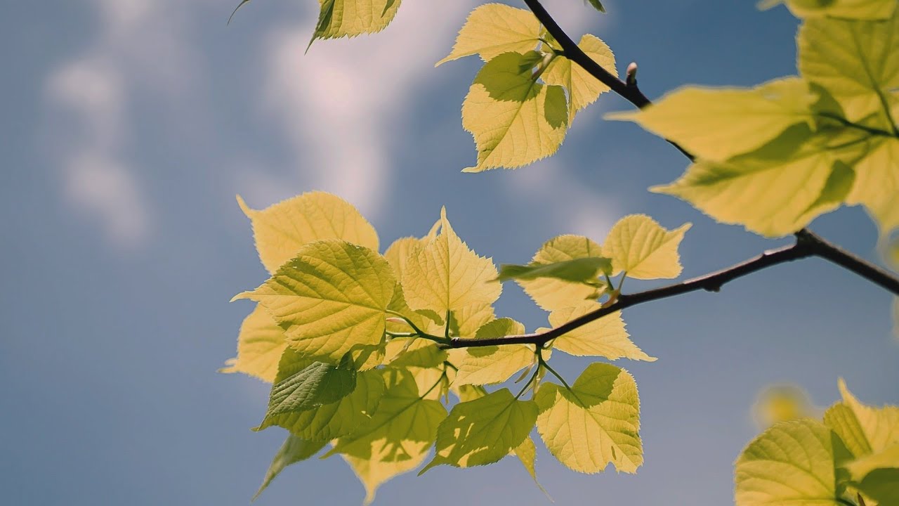 바쁜 하루 사이, 봄처럼 가벼운 오후의 쉼 45분💚 | A Light Spring Afternoon Break for Your Mind 45min💚