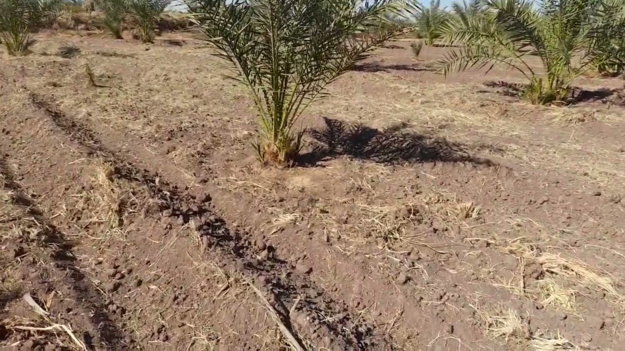 افضل معلومات عامه عن النخيل🌴فى أراضي الوادي الجديد الخارجه