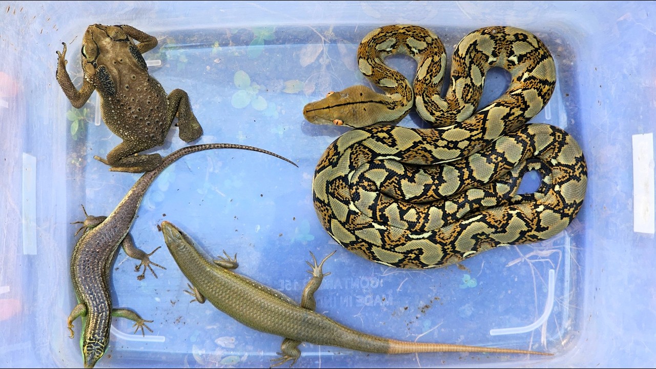 Catch beautiful reptiles, lizard,snake,frog,python that are very amazing!!