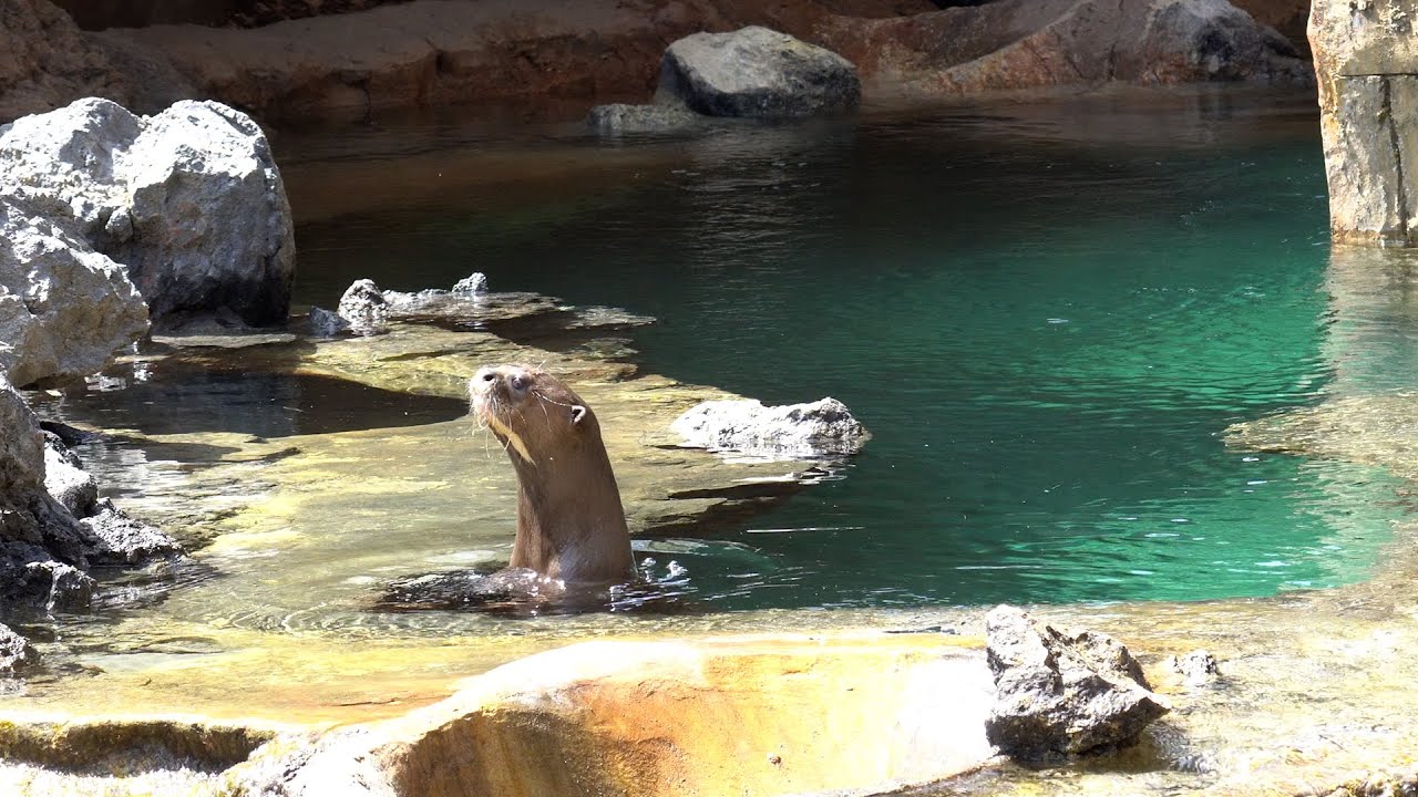 Una pareja de la especie de nutria más grande del mundo llega a Bioparc Fuengirola