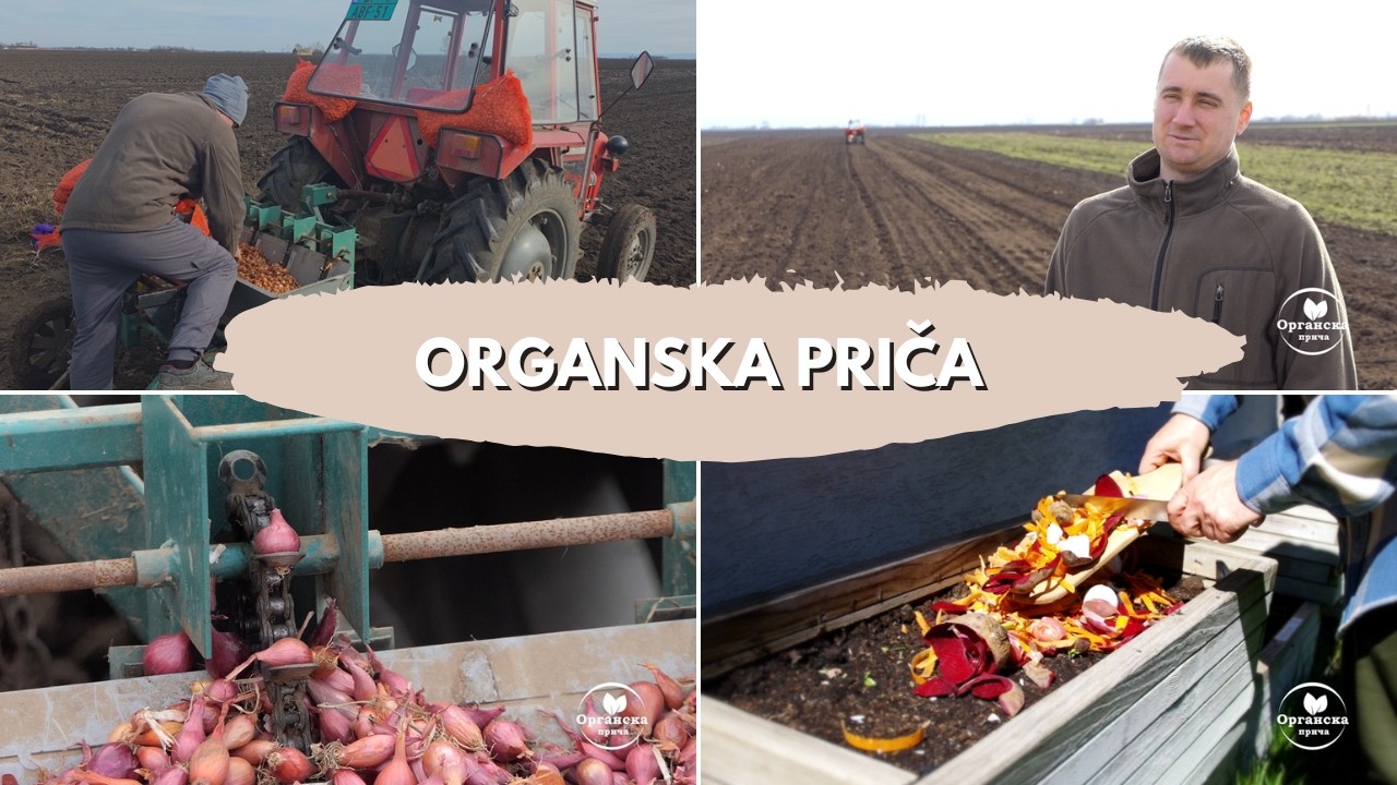 Kako se sadi i gaji ORGANSKI LUK u Pivnicama | Kompost od kuhinjskog otpada | Organska priča