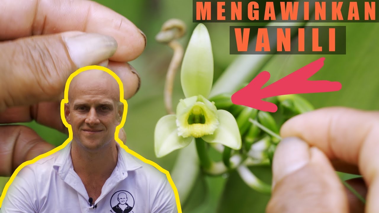 Ini Cara Mengawinkan Vanili Yang Benar