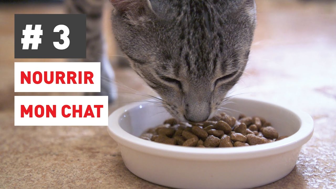 Comment nourrir parfaitement mon chat ?