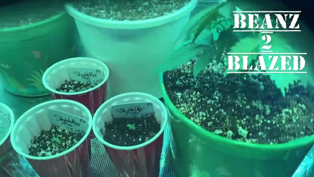 How my first grow is going starting with Kind LED&rsquo;s X80 veg bar!!!