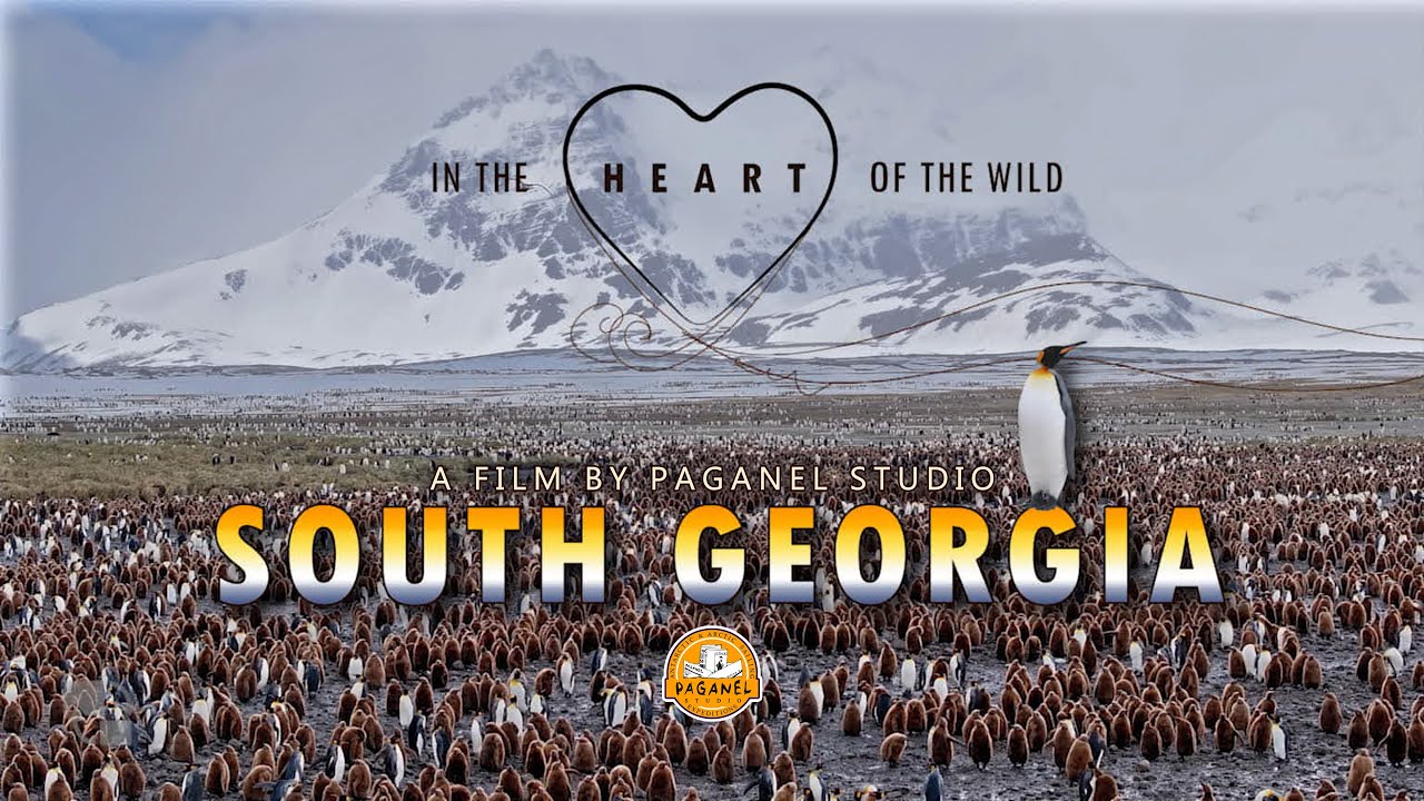 SOUTH GEORGIA. In the heart of the wild. 2025 (4K) - subtitles in any language