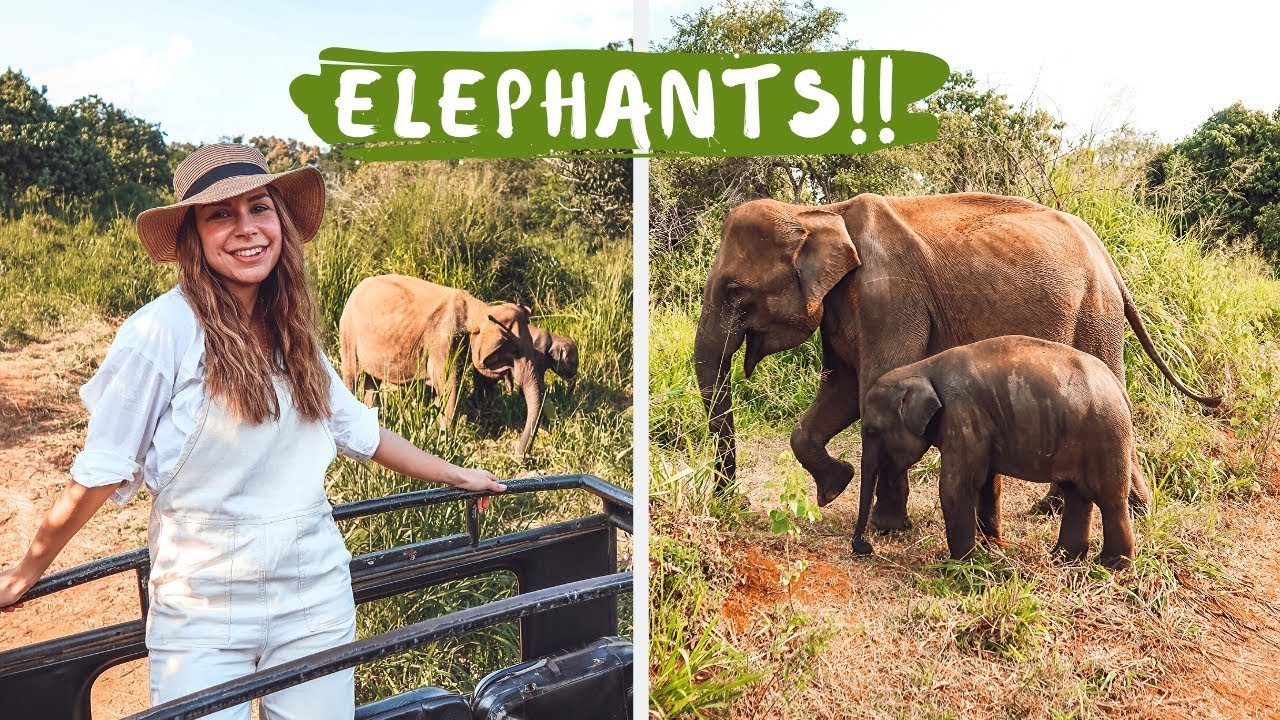 Elephant Safari in Sri Lanka - Travel Vlog
