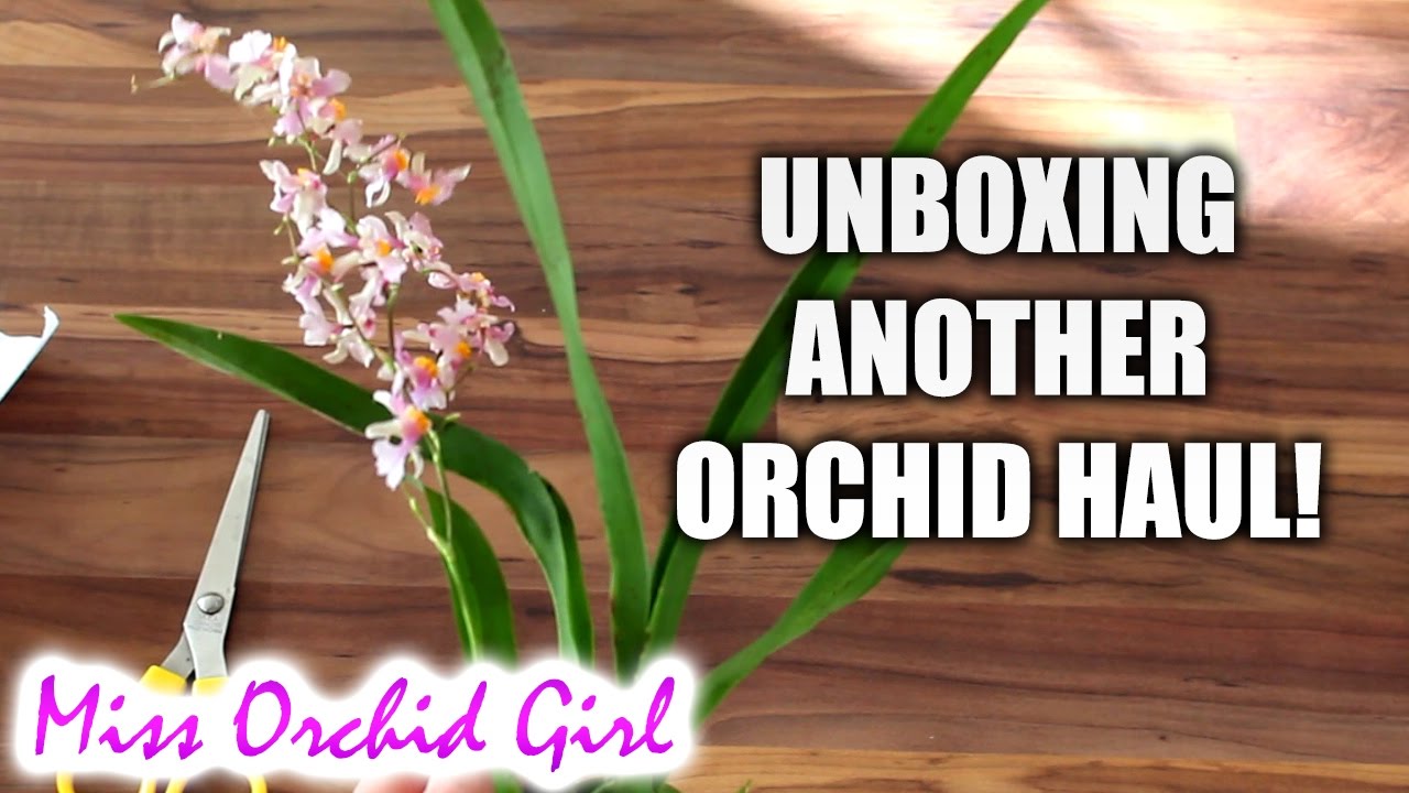 Unboxing another Orchid haul! - Orchid Garden Poland