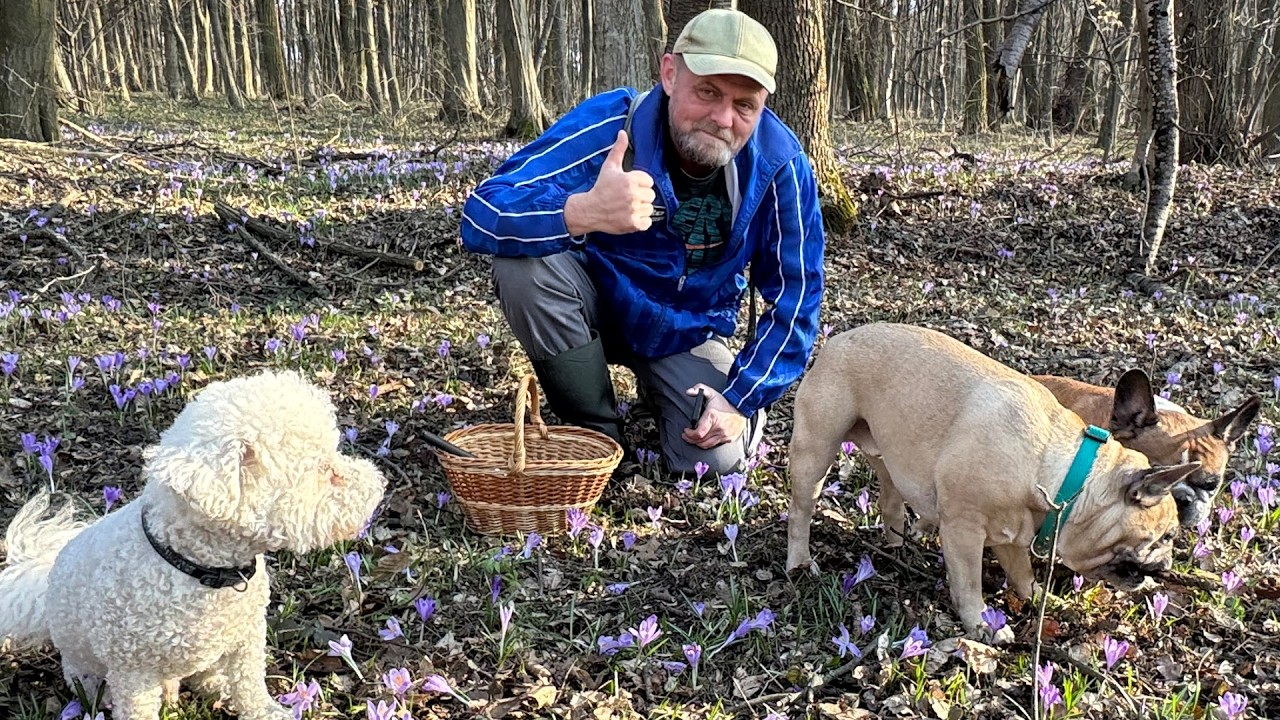 Одних грибів - хоч КОСОЮ КОСИ, інших - вдень з вогнем не знайдеш!