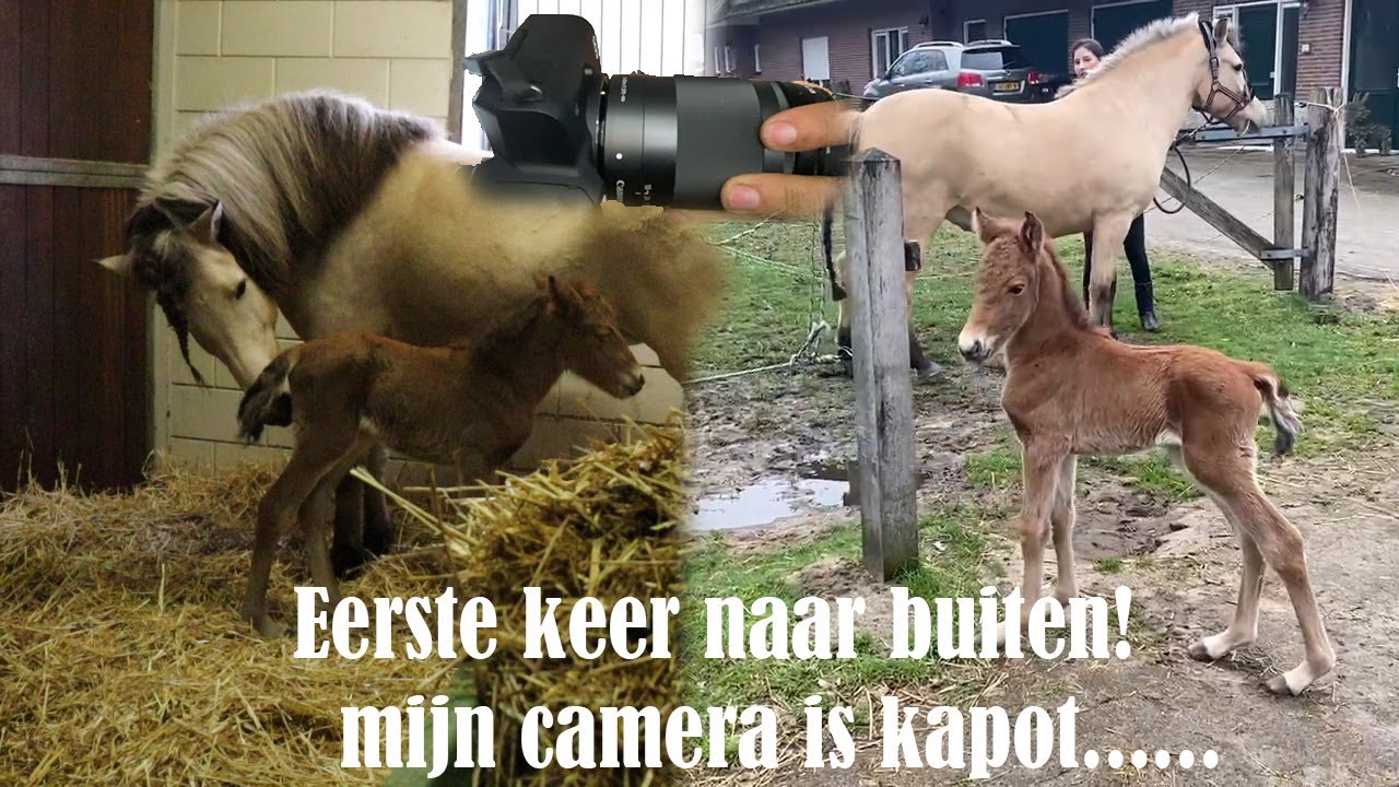 Camera Kapot... Blue voor het eerst naar buiten! |PaintedPony
