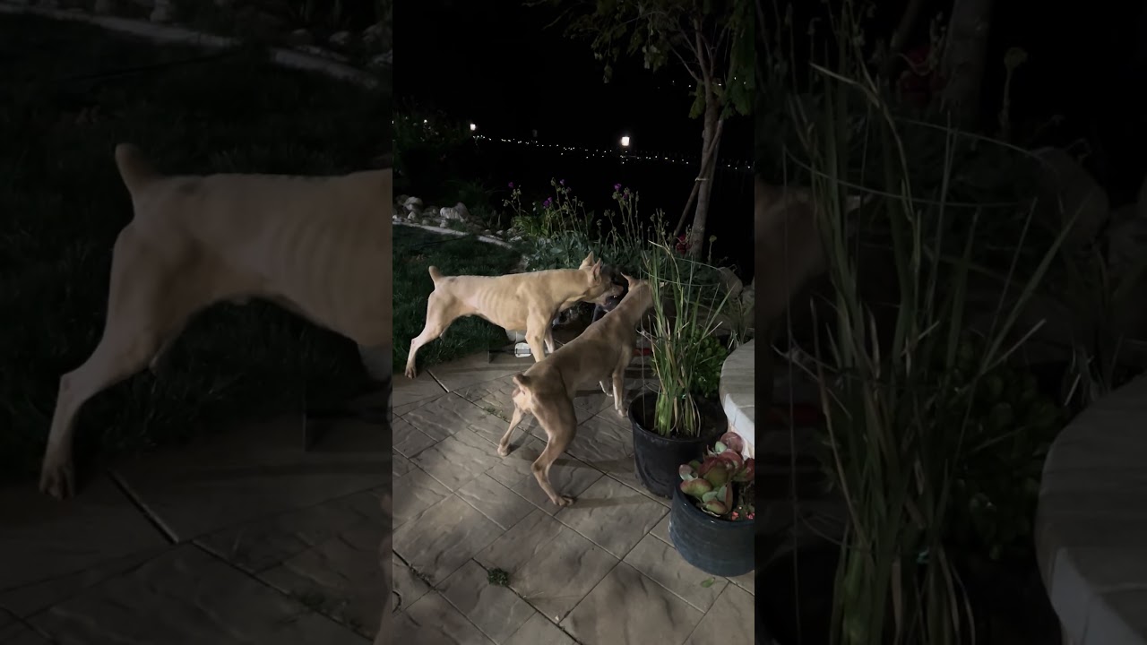 2 White Doberman United vs 1 Pitbull, it&rsquo;s a bully fight, Pitbull stand her ground